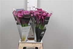 Zant Durban 70cm
