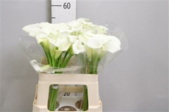 Zant White Art 55cm
