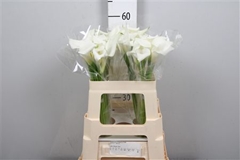 Zant Virgin Art 55cm
