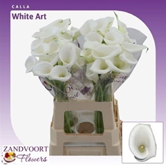 Zant White Art