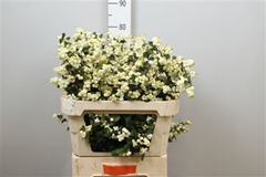 Sympho Mag Lemo Lime 80cm