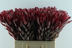 Leucad Jester 60cm
