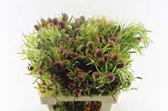 Leucad St Ruby Globe 60cm