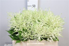Astil Washington 55cm