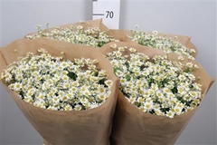 Tana Pa Single Vegmo 65cm 23