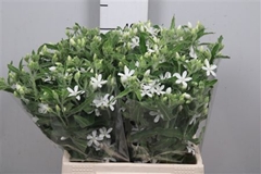 Oxypetalum Alba