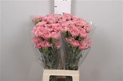 Di St Lege 70cm 23