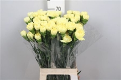 Di St Hermes 70cm 23