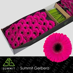 Germini Virgil+ 45cm 7cm Ø
