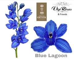 Cymb Dyed Blue Lagoon