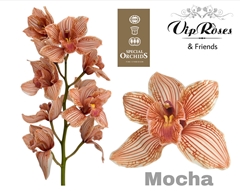 Cymb Dyed Mocha