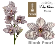 Cymb Dyed Black Pearl