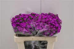 Dianthus Ba Neon Purple
