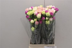 Di St Rainbow Mix Pastel