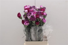 Di St Rainbow Mix Purple