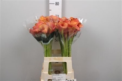 Zant Callista 70cm