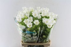 Camp Champion White 70cm