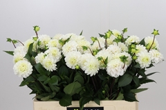 Dahl White Isa 60cm