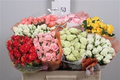 R Tr Mixed In Box 50cm 55+