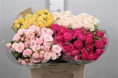 R Tr Mixed In Box 60cm 35+