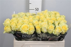 R Gr Minion Rose 50cm