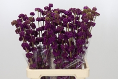 Callicarpa Giraldii 70cm