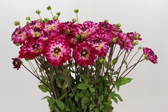 Dahl Other 55cm