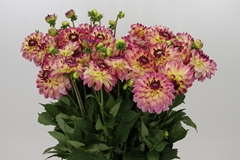 Dahl Other 55cm