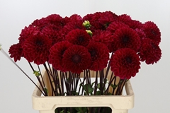 Dahl Dec Red Jill 60cm