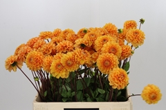 Dahl Sylvia 55cm