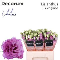 Eust G Celeb Grape 60cm