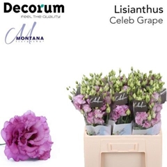 Eust G Celeb Grape 60cm