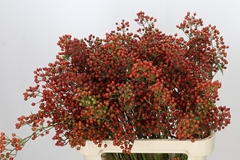 Rosa Aut Rosefruits 80cm