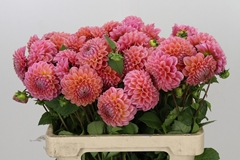 Dahl Lindas Baby 55cm