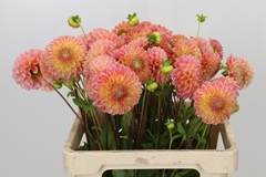 Dahl Other 55cm