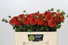 Dahl Ball Orange Fox 50cm
