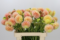 Dahl Sweet Suzanne 55cm