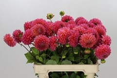 Dahl Other 55cm
