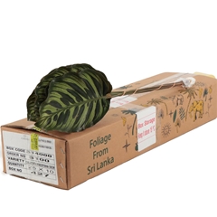 Decor Groen Other 50cm