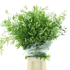 Ruscus Fijn Per Bunch 90cm
