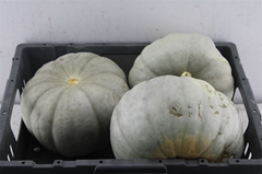 Cucurbita Other