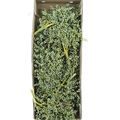Dadels Kilo 50cm 982gram