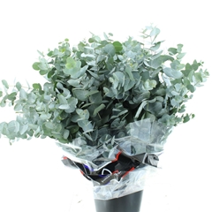 Euca Cinerea P Bunch 75cm 300gram