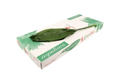 Aspidistra E Per Bunch 80cm