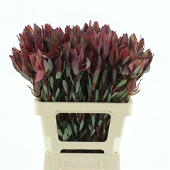 Leucad Senorita 60cm