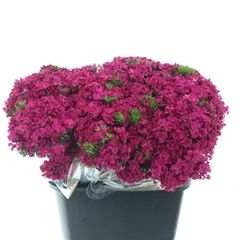 Di Barb Am Neon Cher 55cm 24