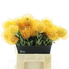 Leuco Jelena 40cm