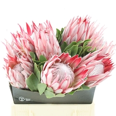Protea Cynaroides 40cm