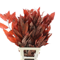 Droogbl Bewerkt H% 90cm 200gram
