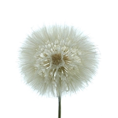 Dried Flowers 100 Gram 35cm 20gram